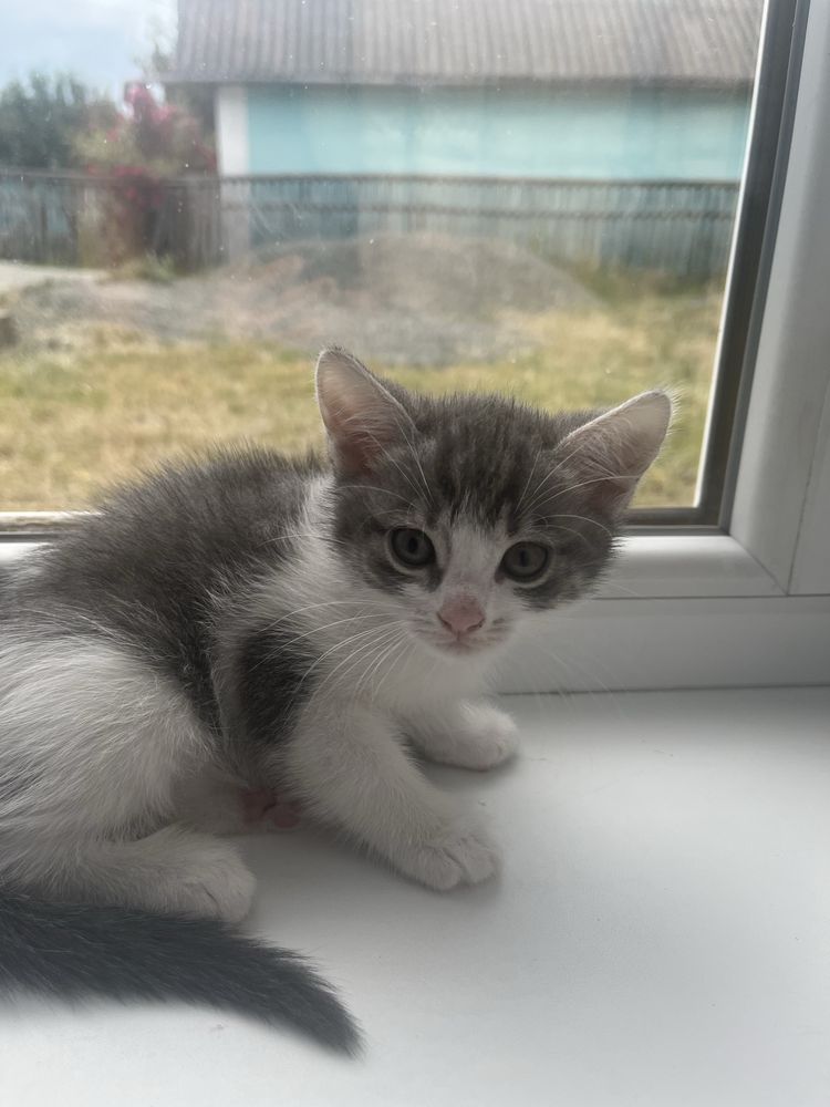Котенята дівчата