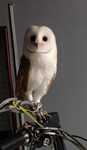 Cedência de Corujas-das-Torres (Tyto alba)