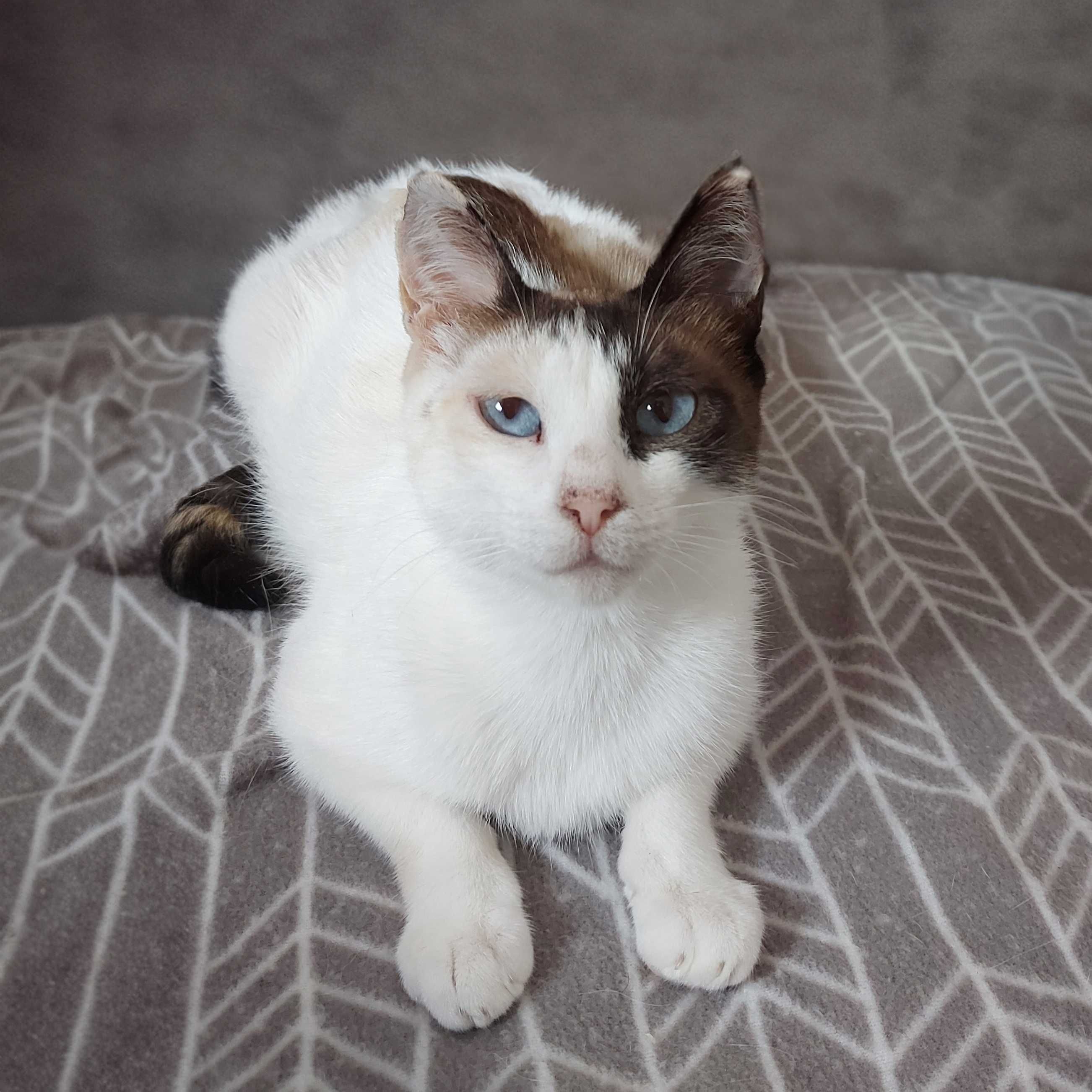 Setúbal / Margem Sul / Lisboa — DIDI, gatinha para adoção