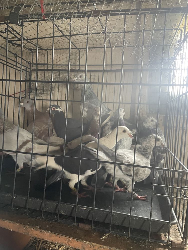 Gołębie pocztowe tygrysy i mulemansy