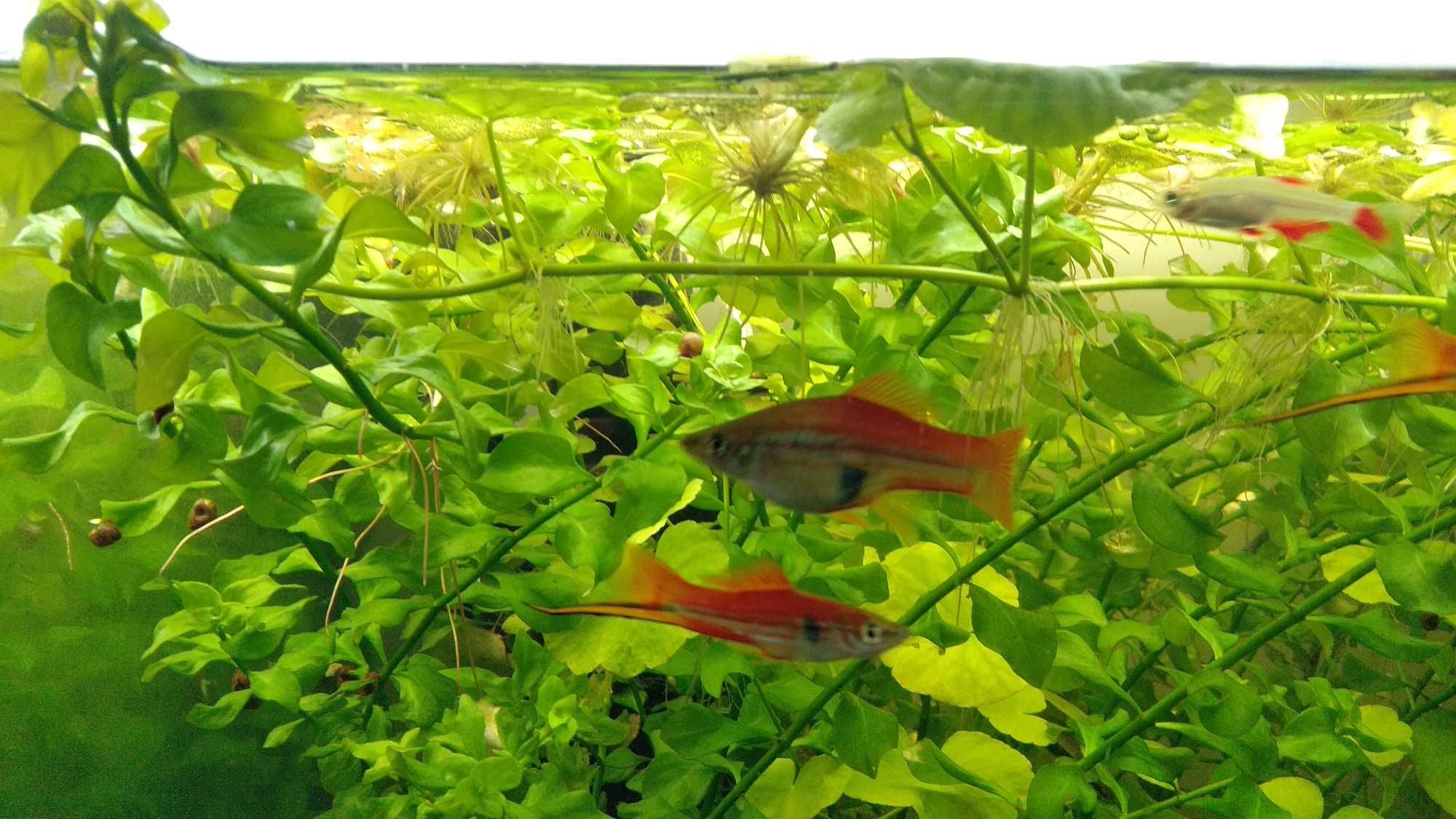 Ludwigia repens forma zielona -  łodygowiec do akwarium, czystozielony