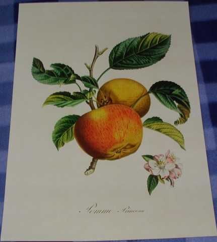 Owoce  reprint XIX w. grafiki do aranżacji wnętrza