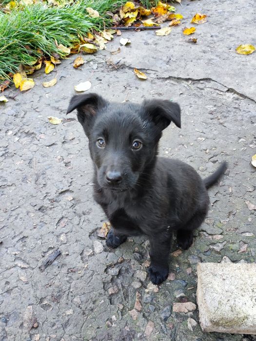 Отдам щенков в добрые руки