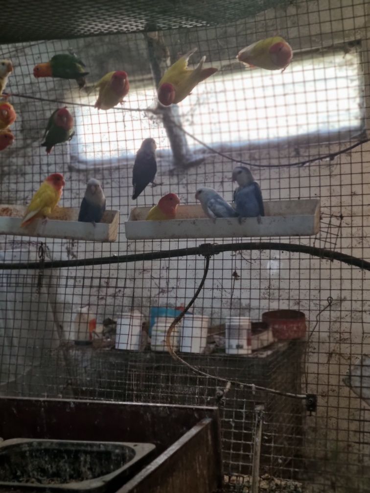 Agapornis roseicollis adultos a reproduzir