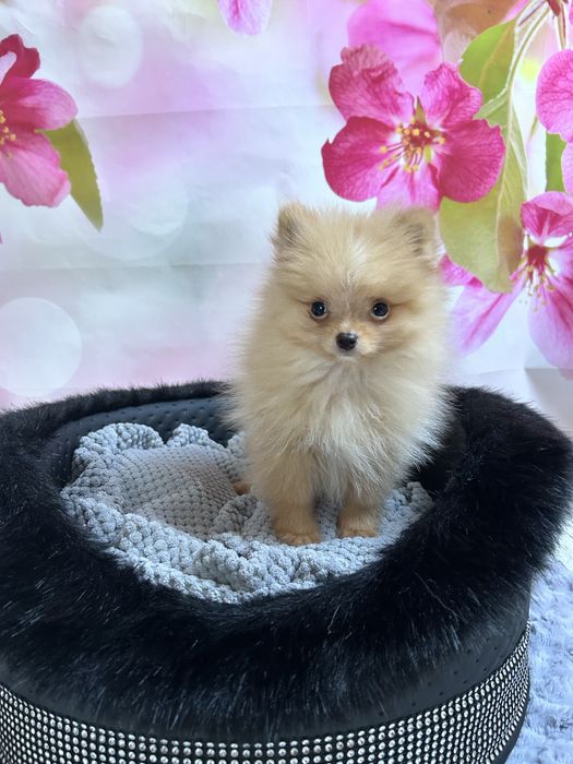 Piękny szpic miniaturowy pomeranian