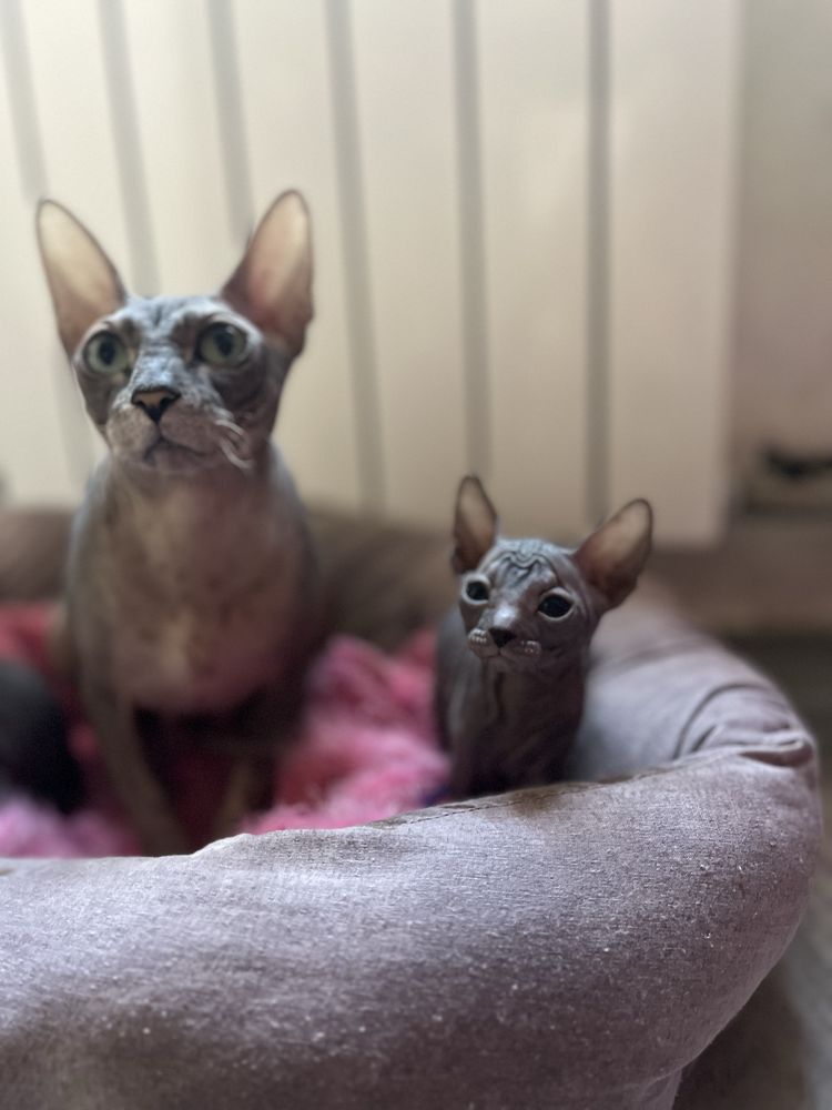 Котята донского сфинкса