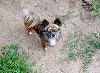 Chihuahua piesek z rodowodem