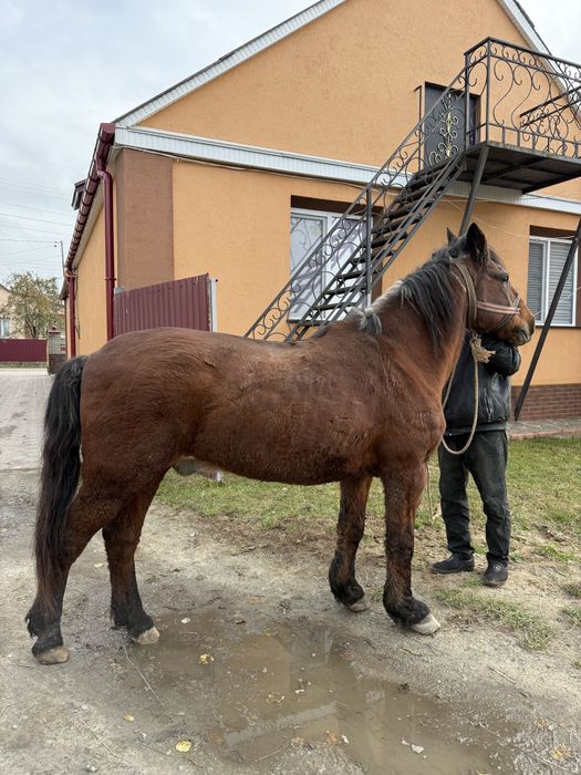 Продам робочого коня