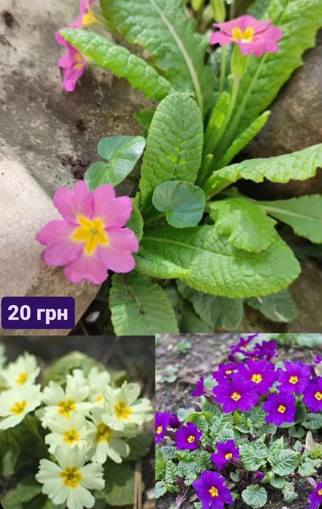 Багаторічні рослини