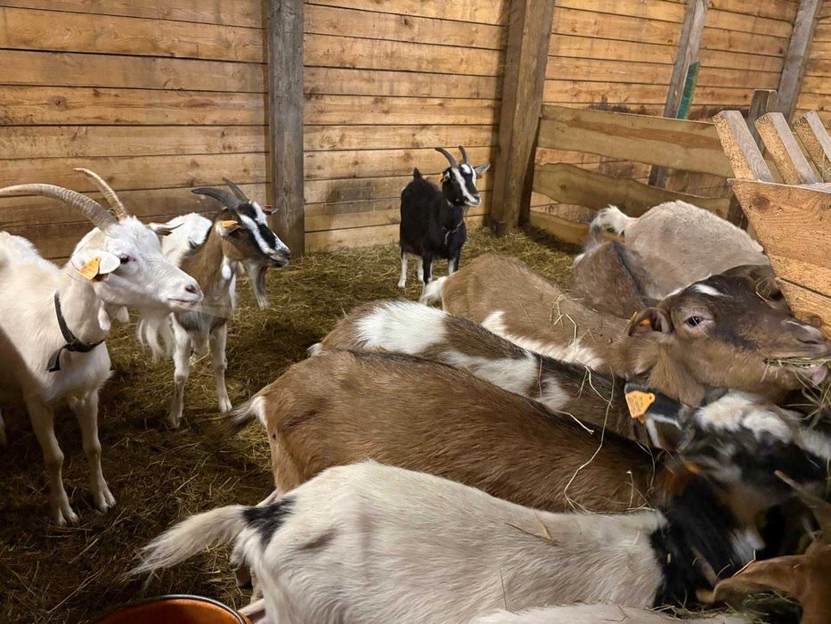 kozy kózki koziołki