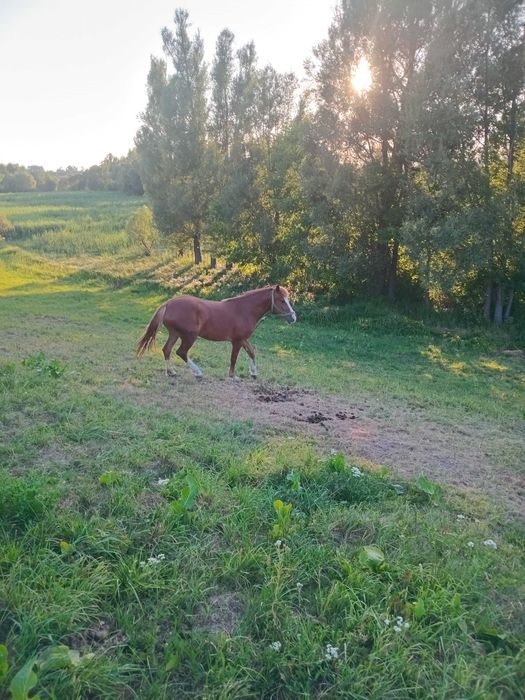 Продаю робочук Кобилу