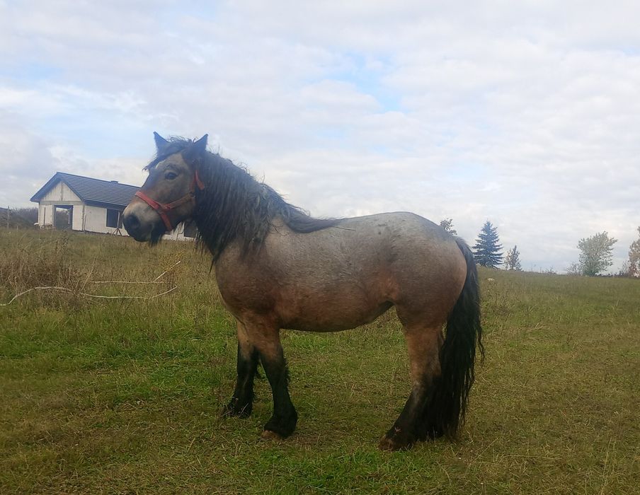 Źrebięta klacze na sprzedaż