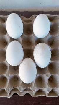 Jaja gęsie lęgowe