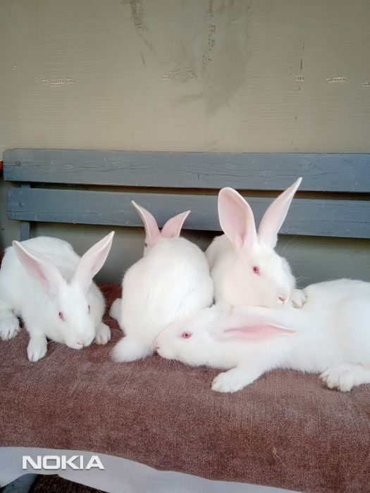 Кролики на розвід