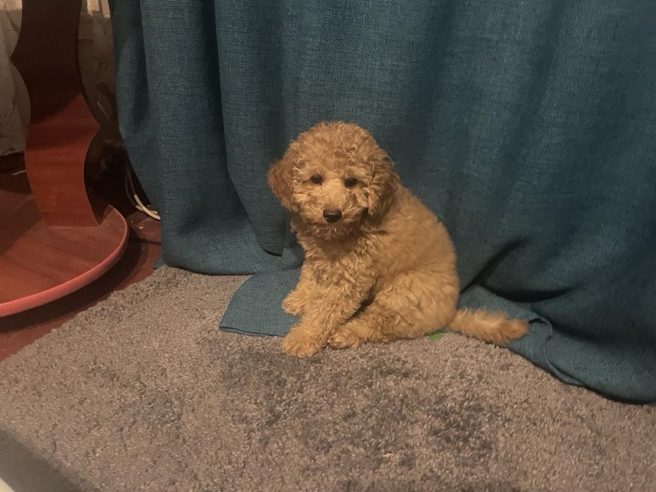 Домашние животные