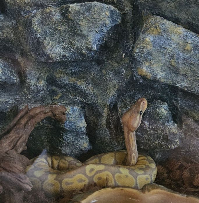 Terrarium dla węża + wyposażenie