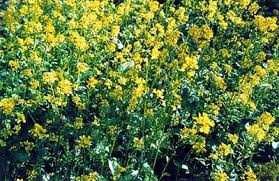 Семена Горчицы.Насіння Гірчиці,Тимофіївки