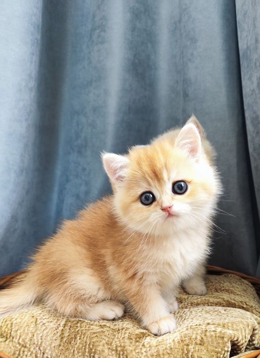 Кошенята британка золота шиншила