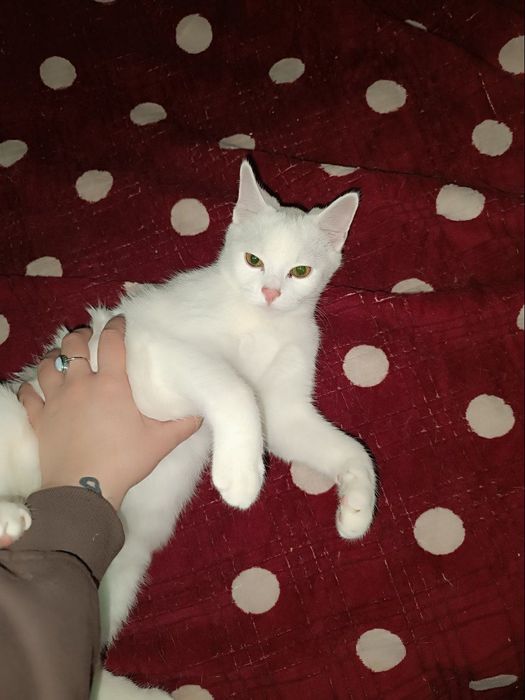 Котёнок ищет дом