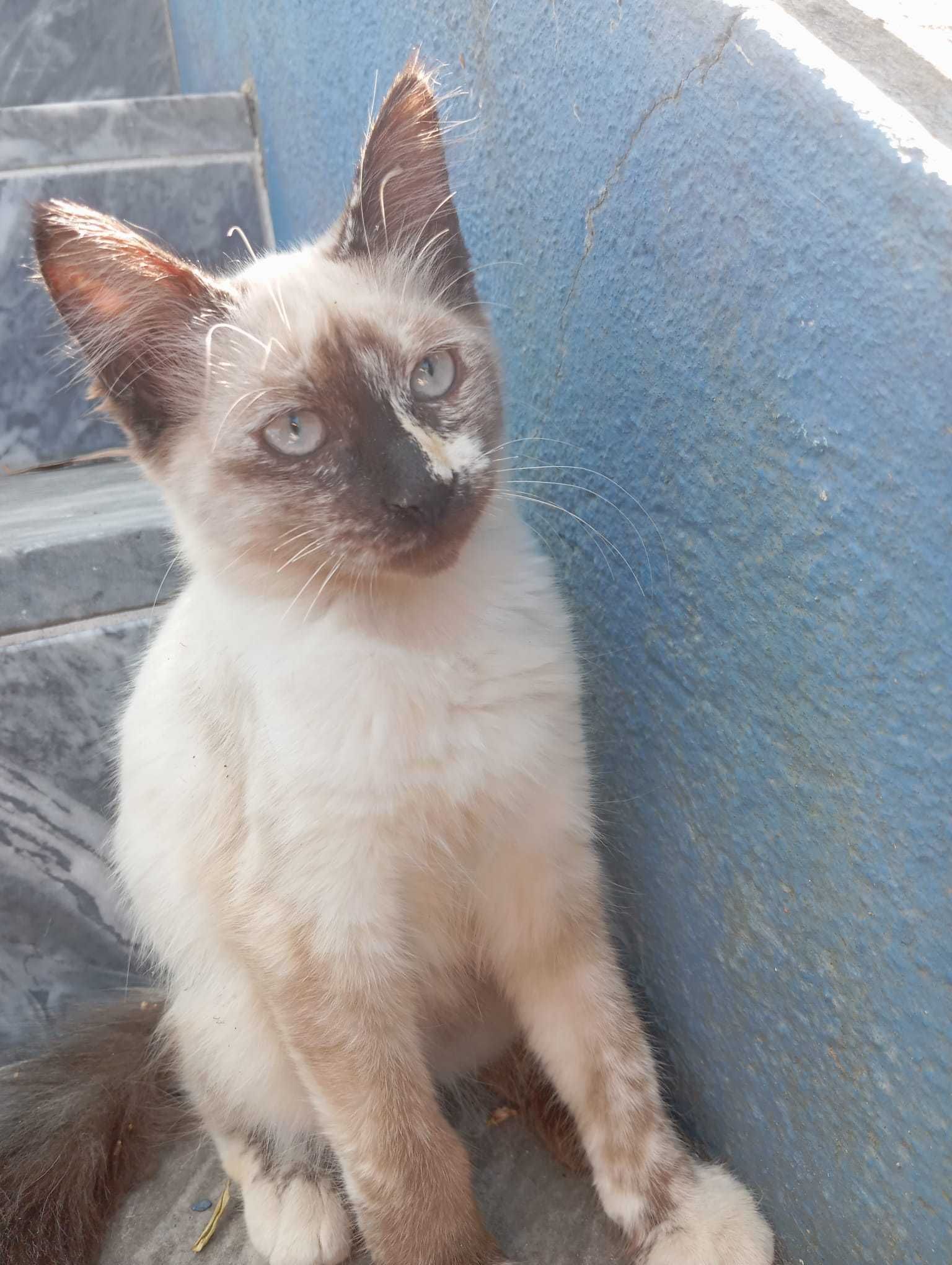 Gatinhas para adoçao
