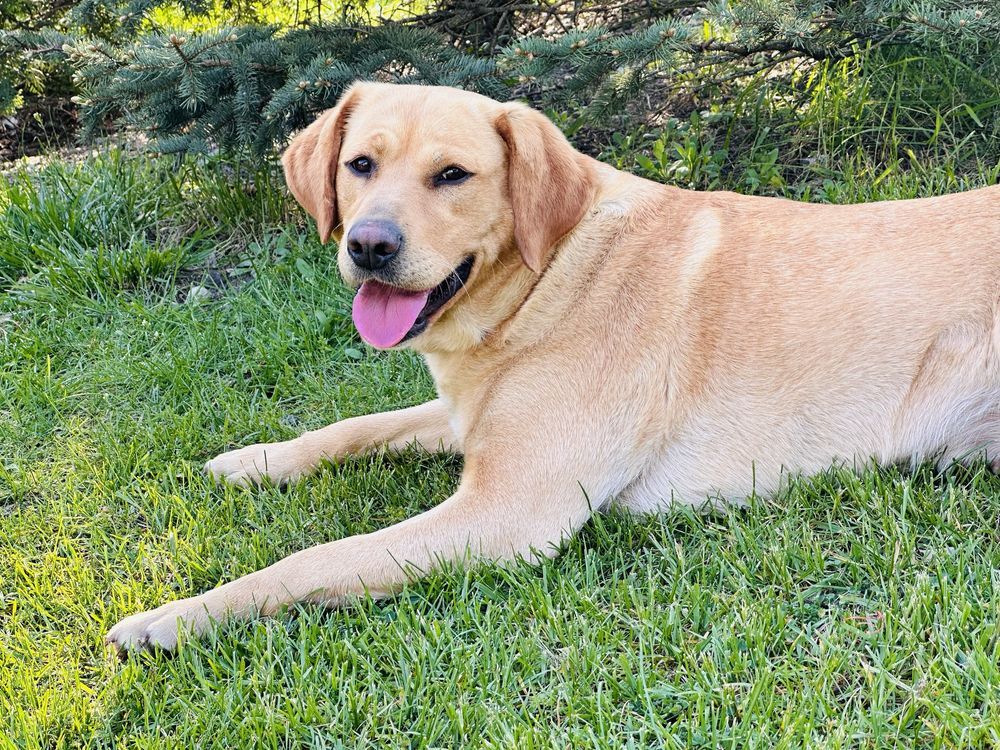 Suczka labradorka do adopcji!