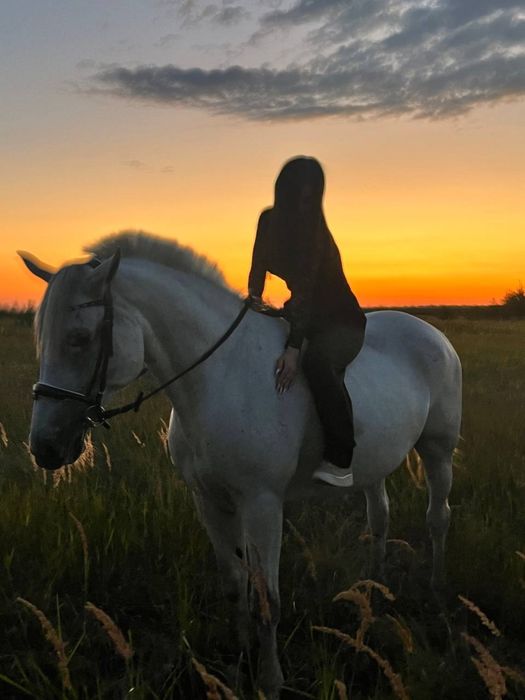 Продам Лошадь Кобыла