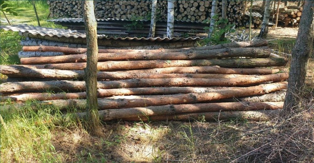 Stemple budowlane, słupki ogrodzeniowe 3.2m świeżo ścięte