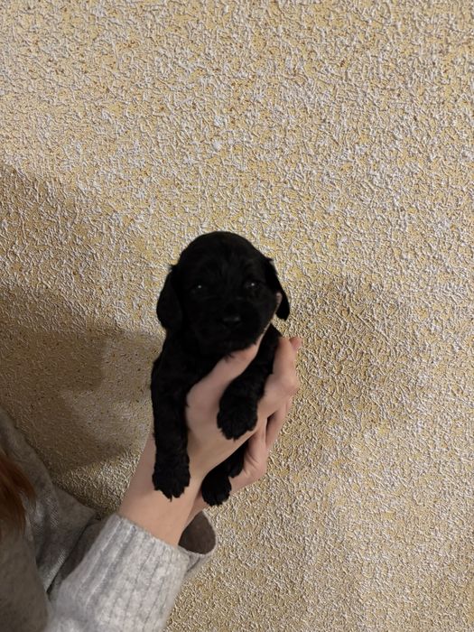 Cavapoo, pudel red i cavsloer king charles spaniel