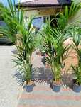 Howea Forsteriana Kentia palma 165-185cm