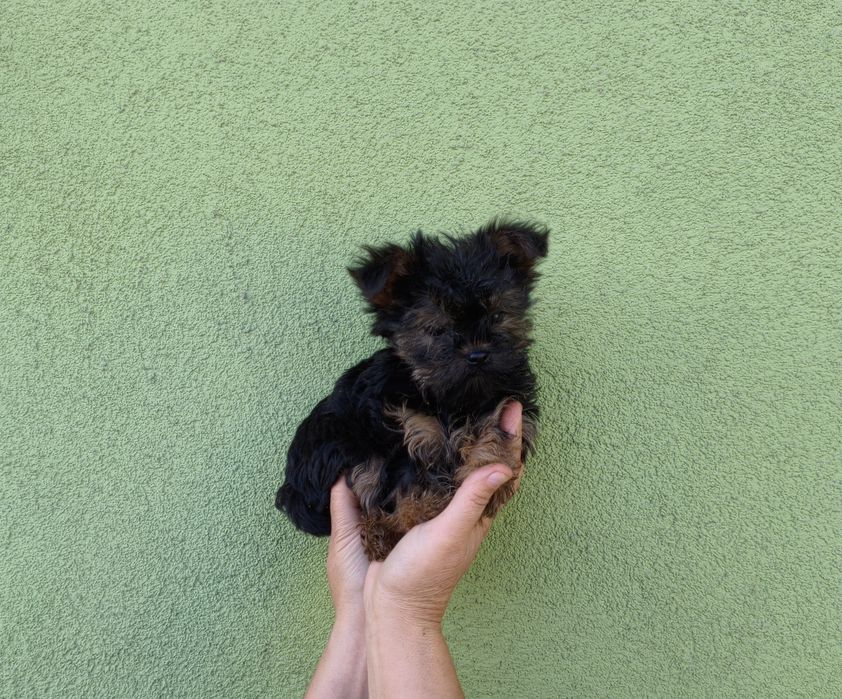 Yorkshire terrier miniaturka
