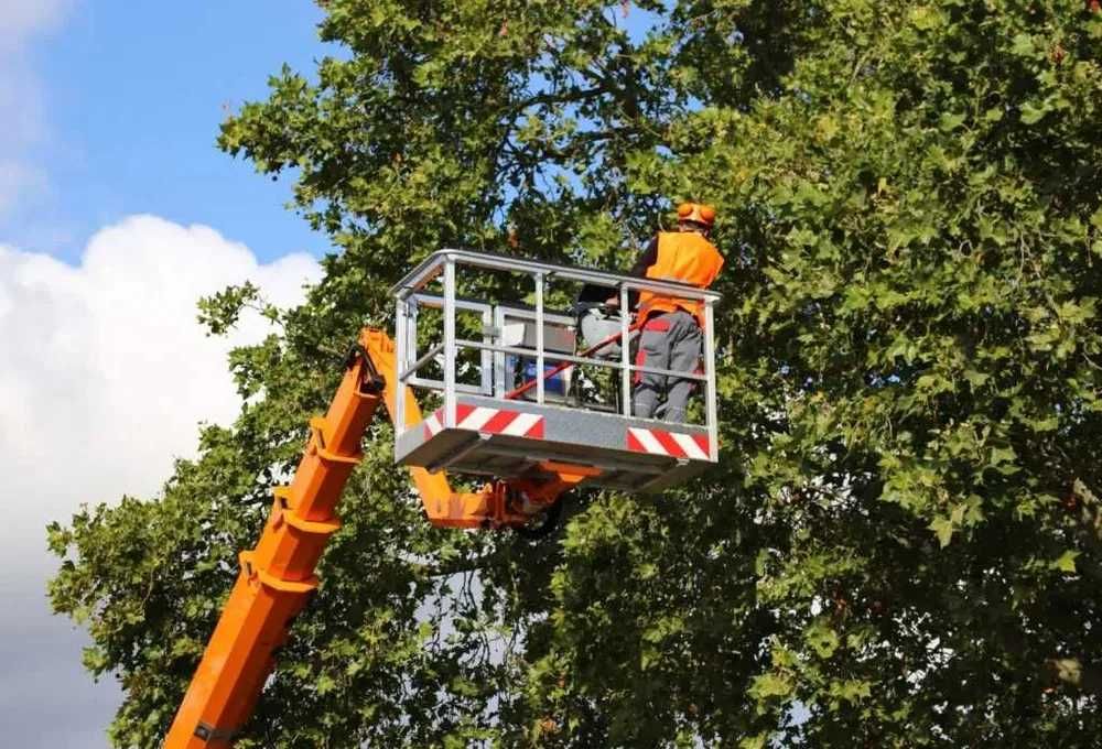 Arborystyczna wycinka drzew