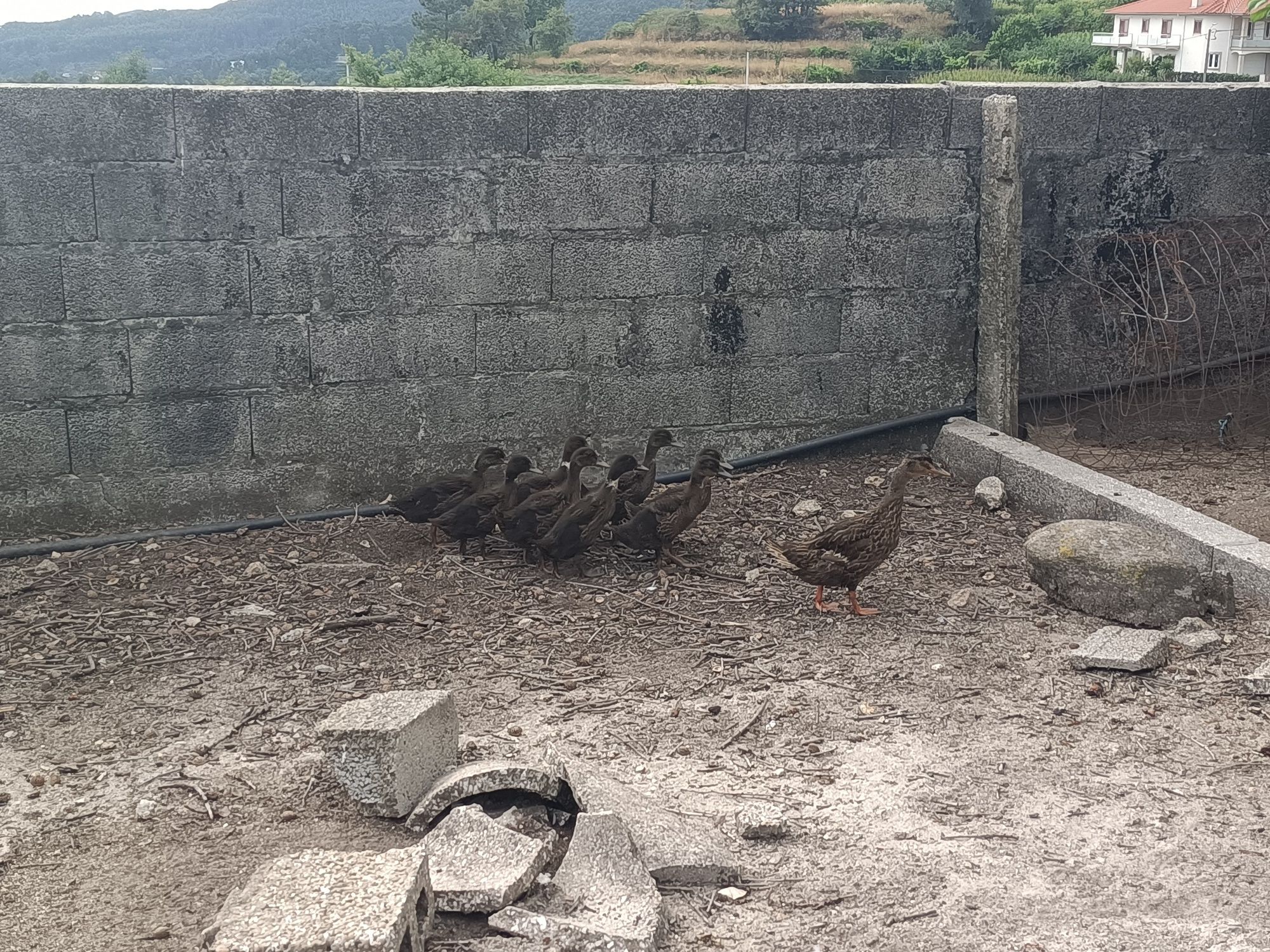 Patos reais - casal