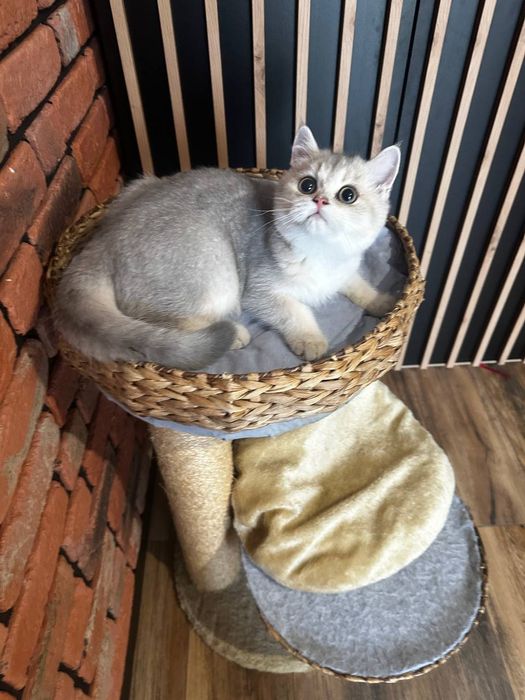 Kot. Brytyjska złota szynszyla w kolorze ay 11