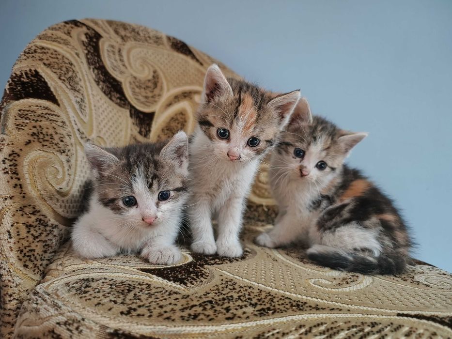 Oddam za darmo trzy małe kotki