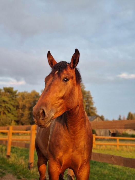 Wałach w typie Ślązaka