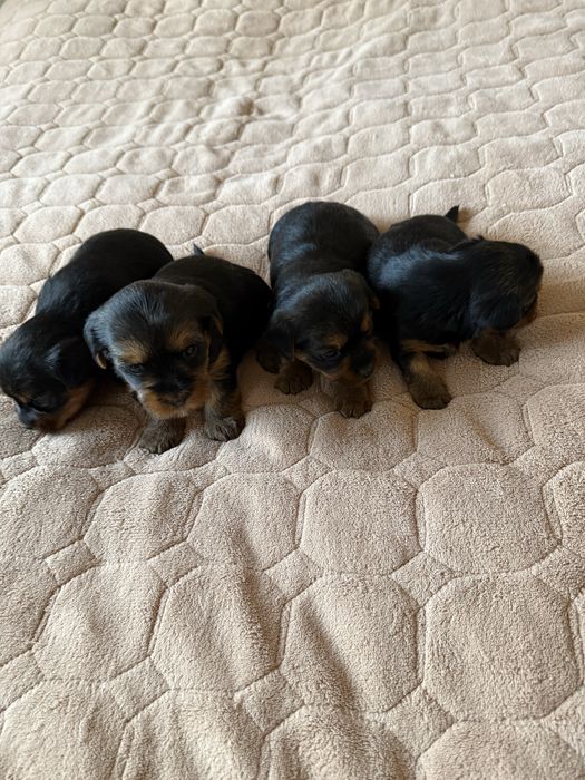 Щенки йоркширського терʼєра, йорк