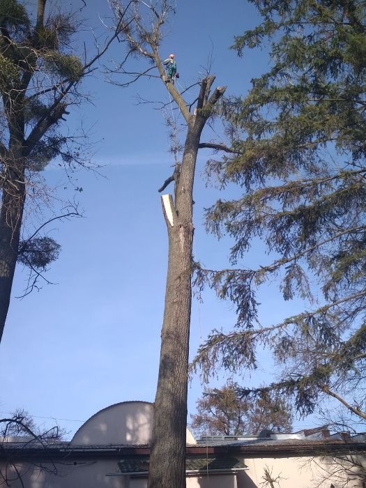 Зрізати срезать видалити дерево, обрізка, арборист. Розчистка.