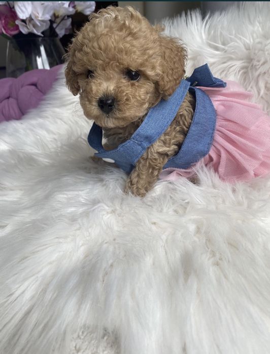 Мальтіпу ф1