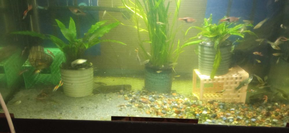 Ceramiczne doniczki do akwarium