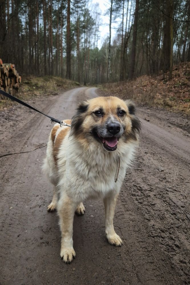 Cudowna i mięciutka Idzia czeka na swój domek!