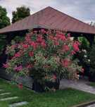 Oleander b.duży piękny