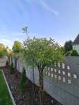 Wyprzedaż! Wierzba pleciona American salix 110cm!
