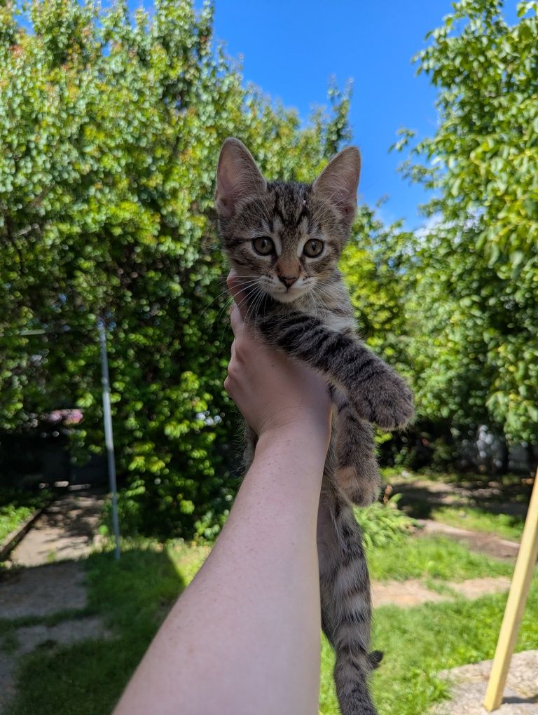 Котята кошенята в добрые руки в добрі руки