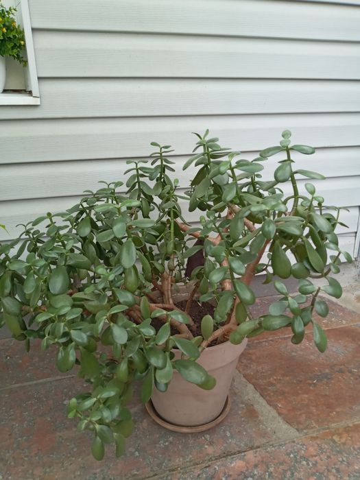 Грошове дерево,велечезне.