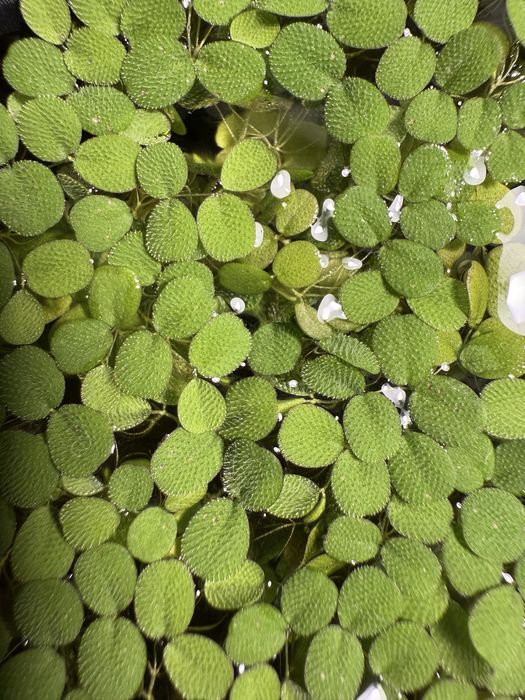 Salvinia Auriculata Minima