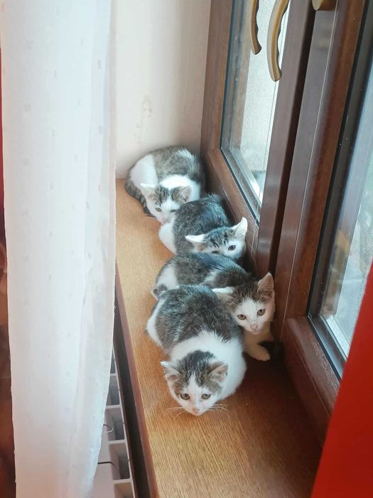 Bezdomne maluszki proszą o dom, grozi im schronisko