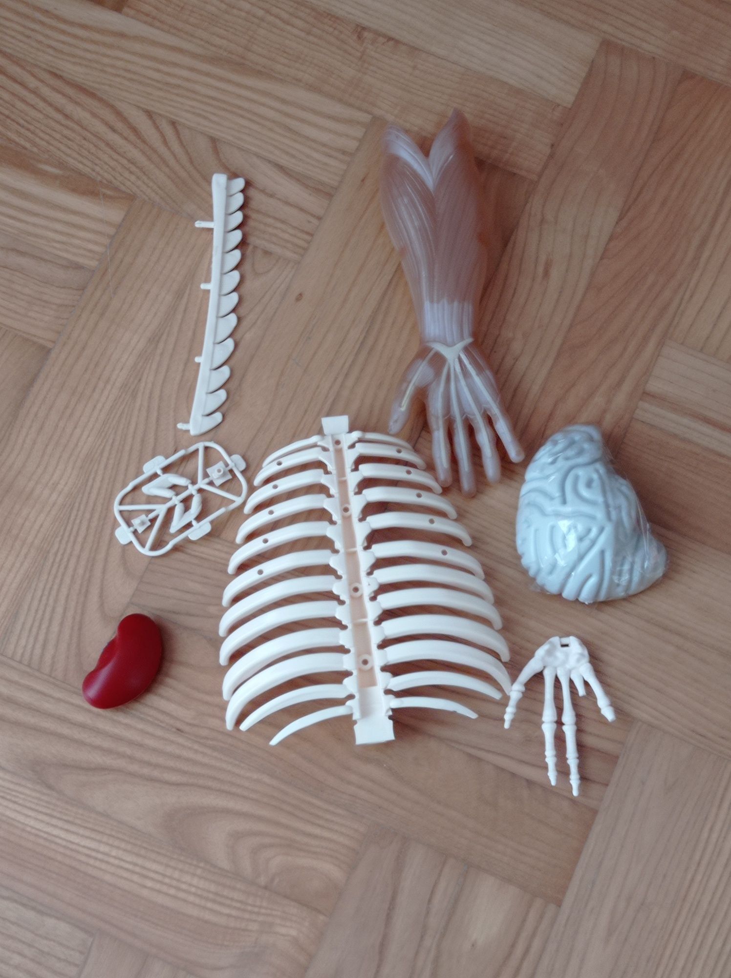 Kostek ciało człowieka szkielet