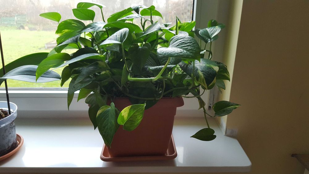 pnący kwiat doniczkowy - okaz  3 letni- epipremnum złociste