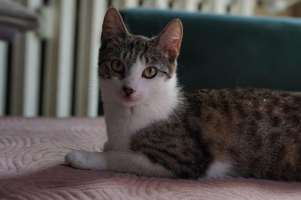 Juleczka- dorosła kotka wielkości kociaka szuka cierpliwego domu