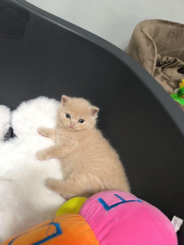 Kot Brytyjski kremowy Simba odbiór lipiec sierpień